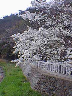 cherry blossoms